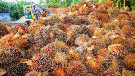 В Малайзии в октябре резко сократился экспорт пальмового масла